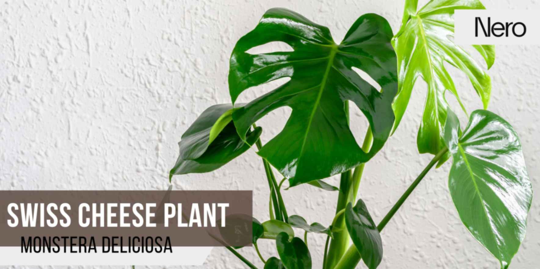 best bathroom plants for humid environments: swiss cheese plant