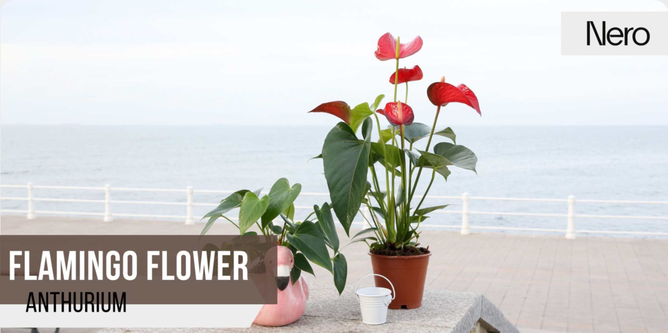 best bathroom plants: laceleaf / anthurium