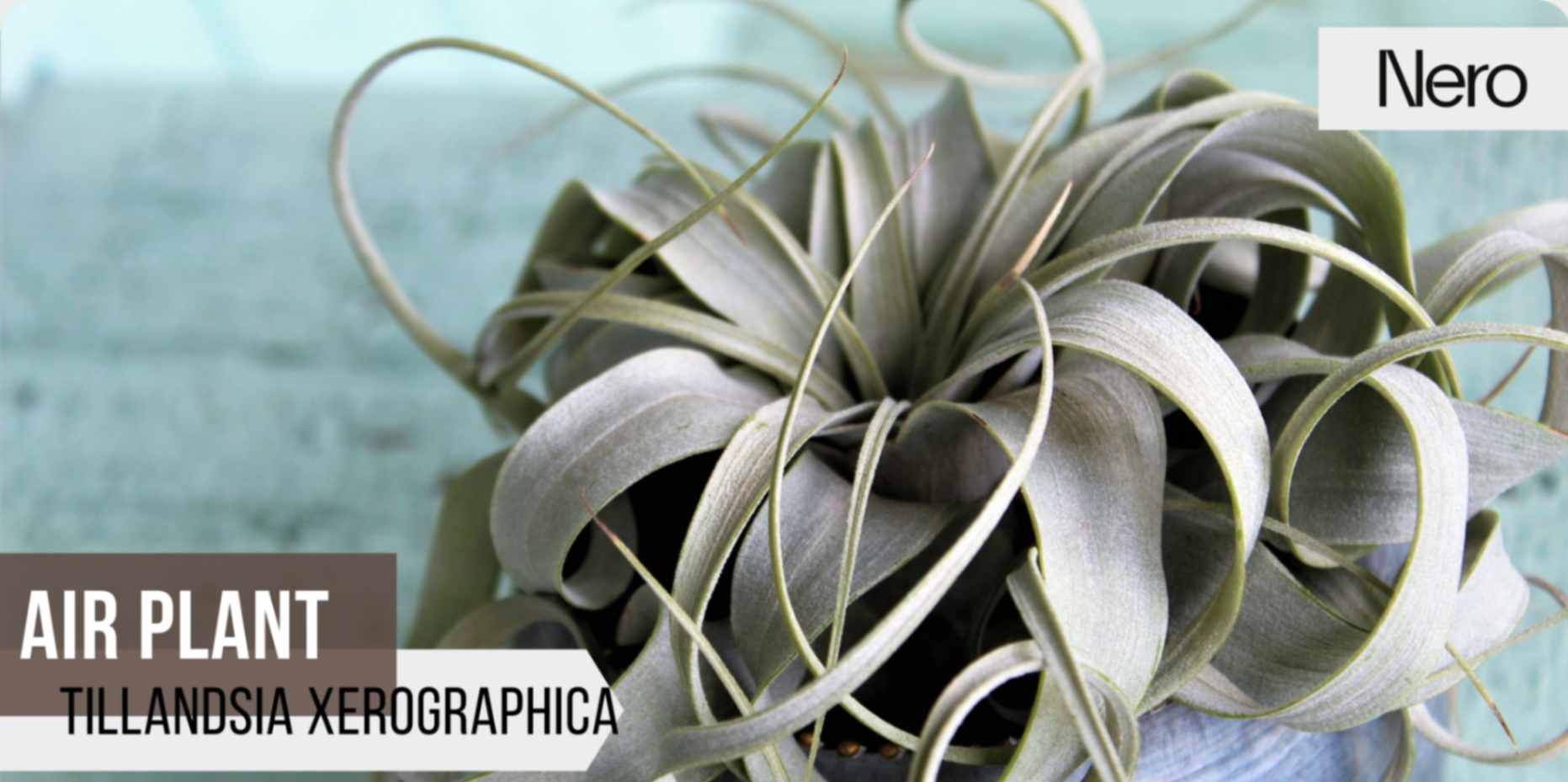 best houseplants for your bathroom: air plant