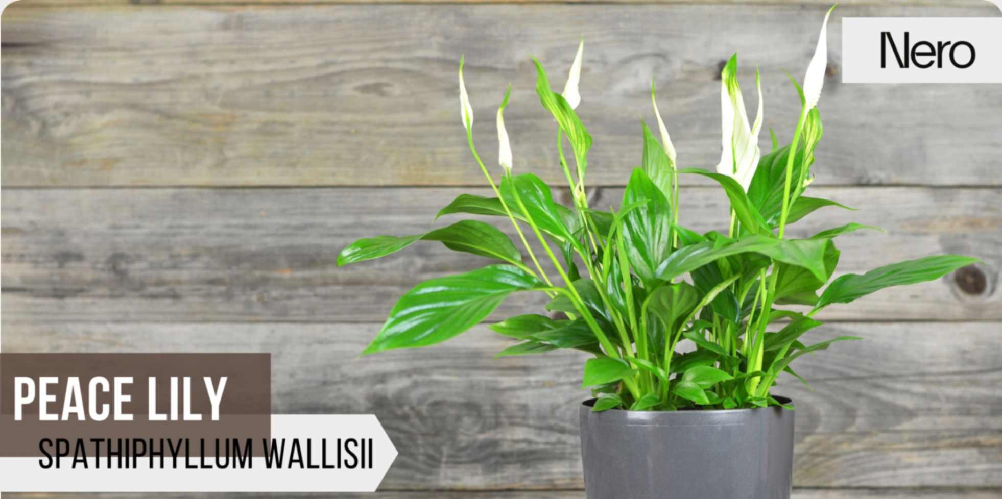 best houseplants for your bathroom: peace lily