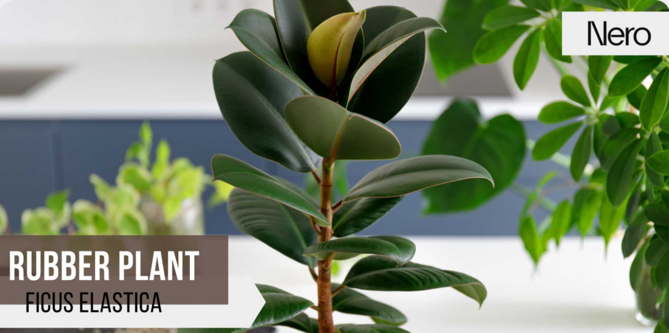 best large bathroom houseplants: rubber plant