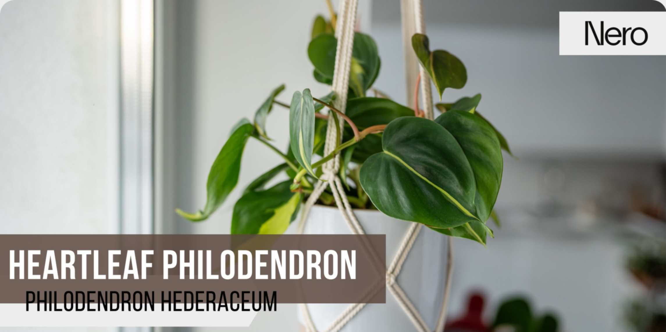 best plants for a bathroom: heartleaf philodendron