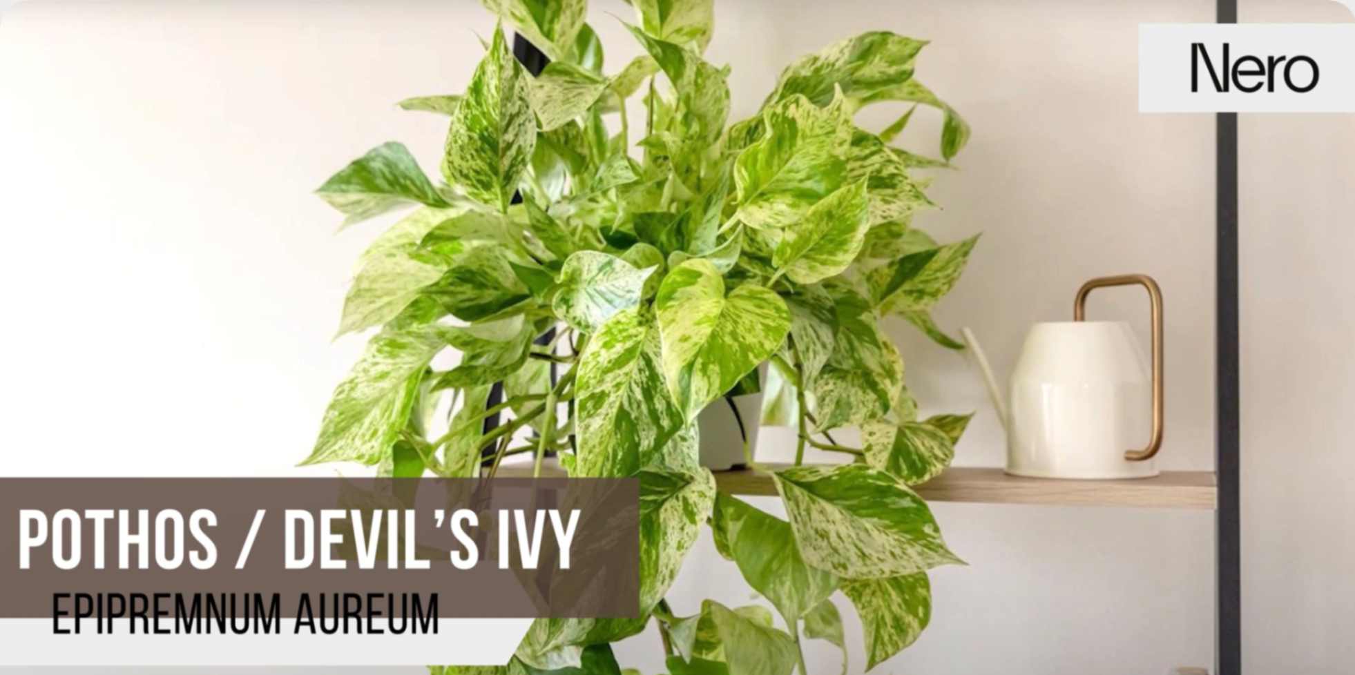 best plants for bathroom with no light or low light: pothos / devils ivy