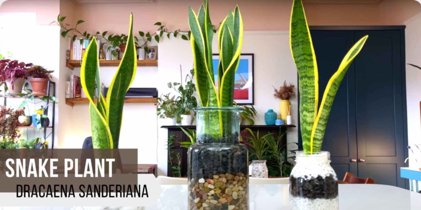 best plants for bathroom with no light or low light: snake plant