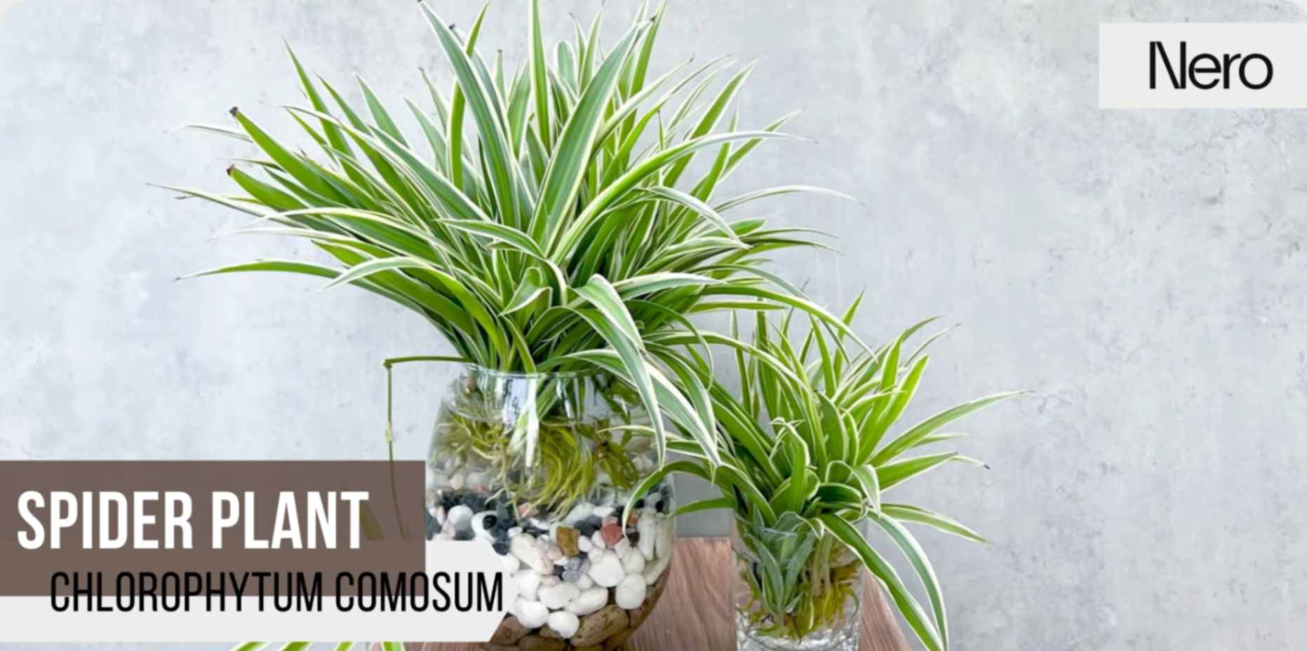 best plants for bathroom with no windows: spider plant