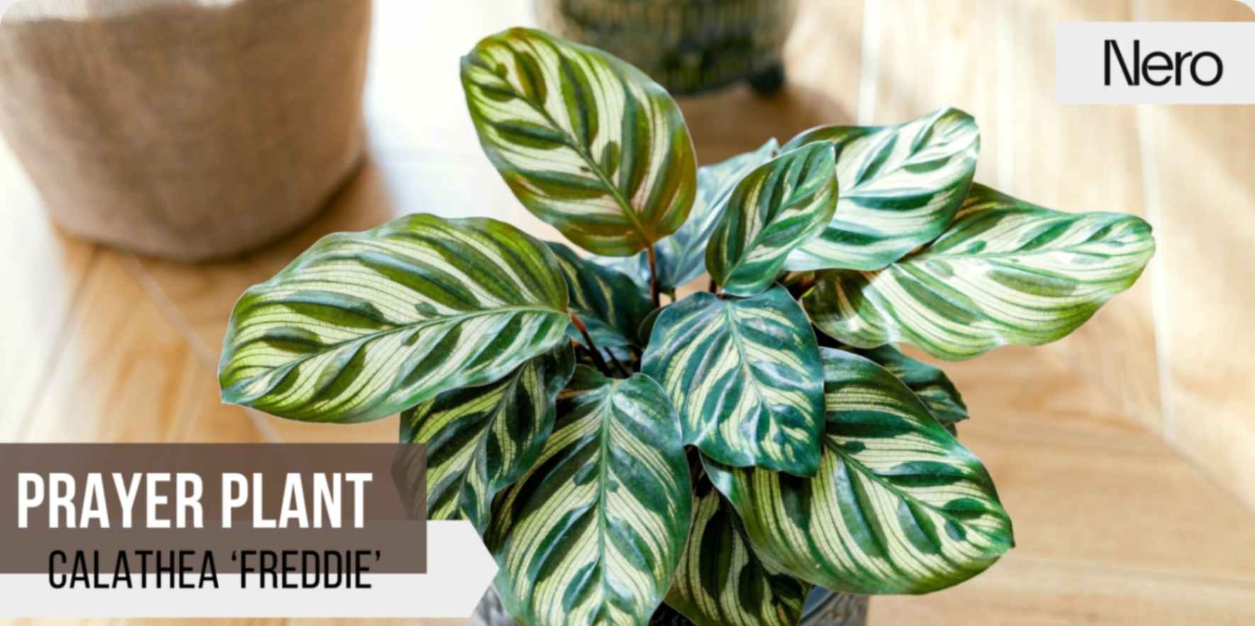 best plants for large bathrooms: calathea ‘freddie’ / prayer plant