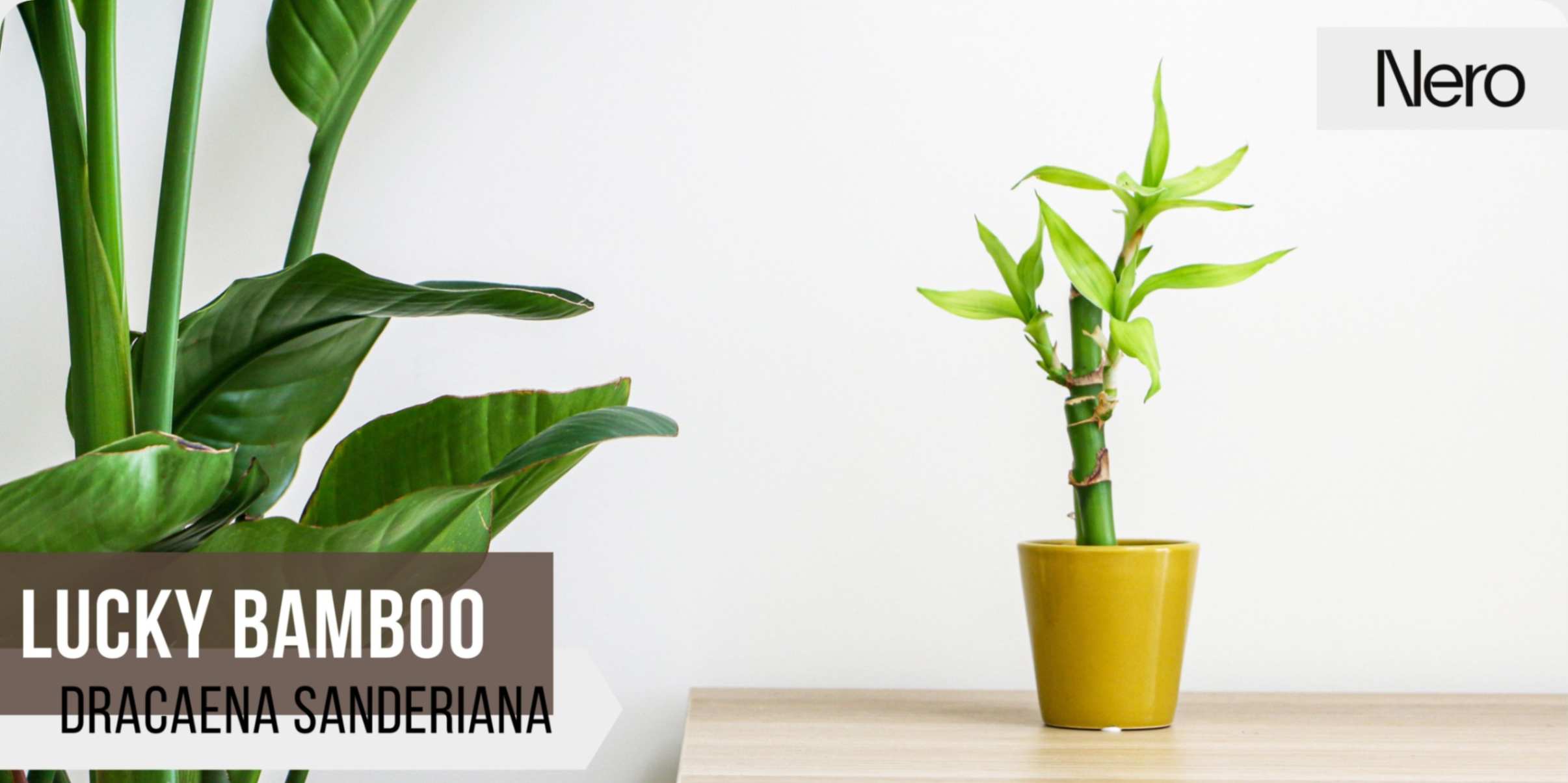 best plants for small bathrooms: lucky bamboo