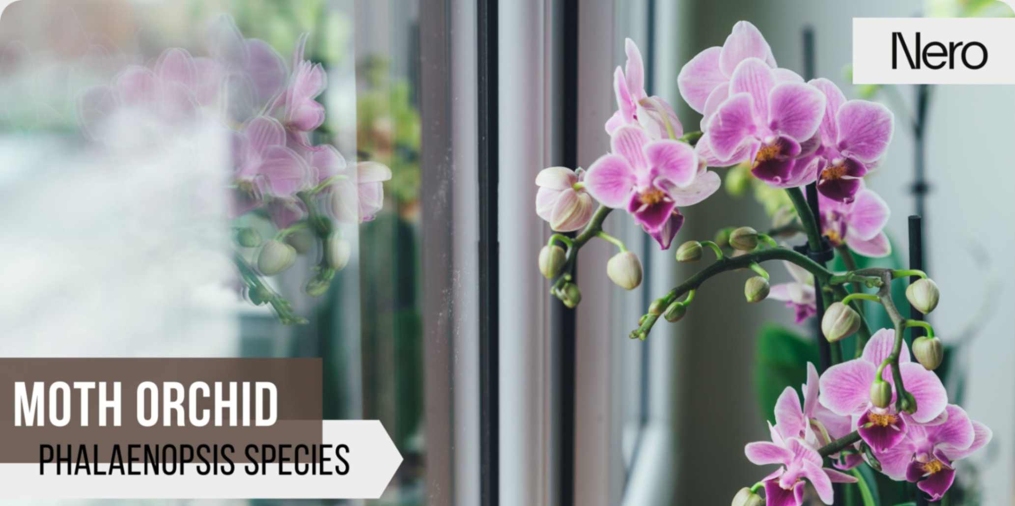 best plants for your bathroom: moth orchid