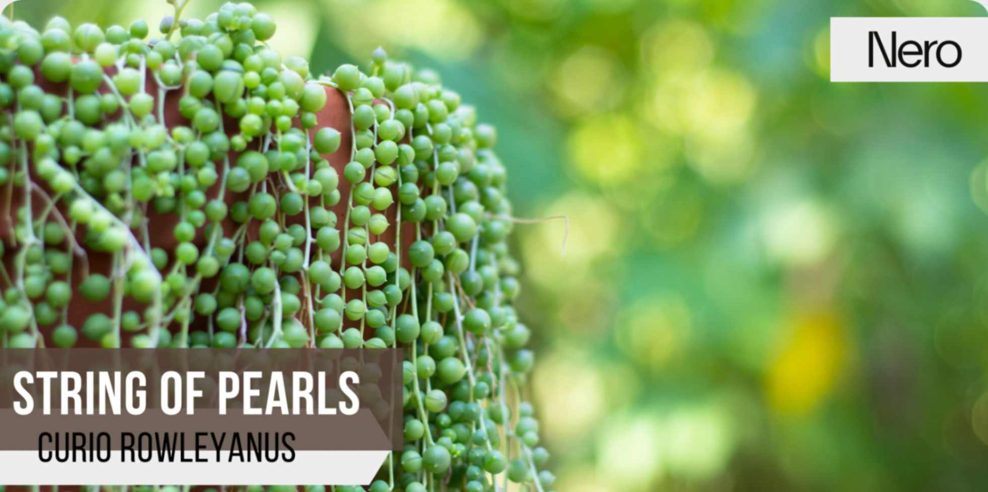 best small bathroom houseplants: string of pearls